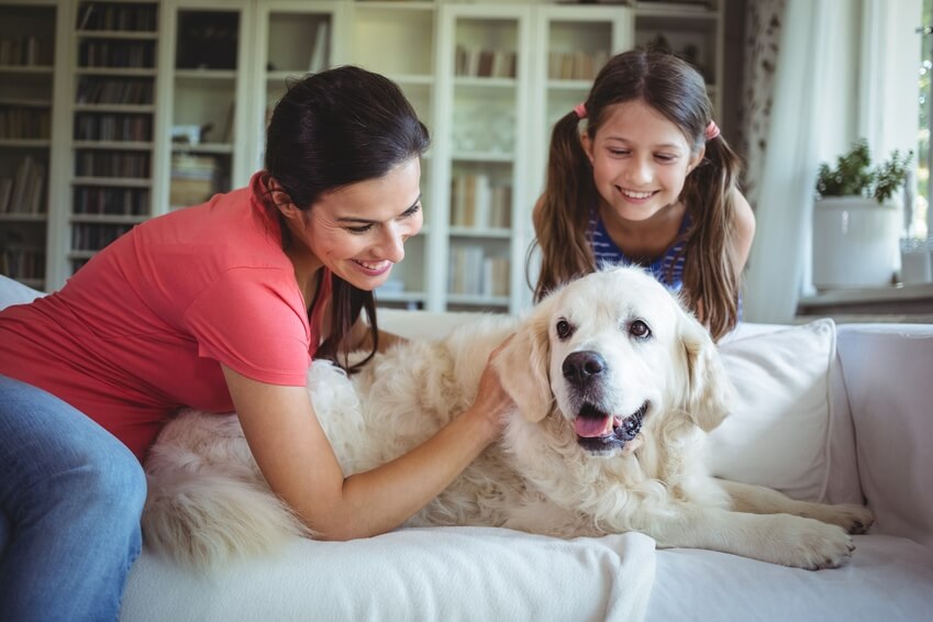 Comment garder votre maison propre avec un animal